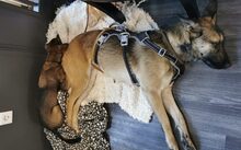 TARJA, Hund, Malinois-Deutscher Schäferhund-Mix in Gelsenkirchen - Bild 4