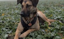 TARJA, Hund, Malinois-Deutscher Schäferhund-Mix in Gelsenkirchen - Bild 5