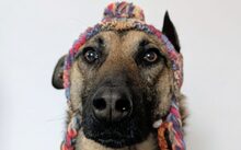 TARJA, Hund, Malinois-Deutscher Schäferhund-Mix in Gelsenkirchen - Bild 6