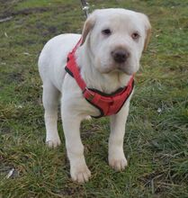 TRINITY, Hund, Shar Pei-Mix in Ungarn - Bild 2