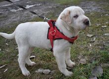 TRINITY, Hund, Shar Pei-Mix in Ungarn - Bild 3