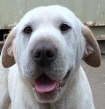 TRINITY, Hund, Shar Pei-Mix in Süderbrarup - Bild 1