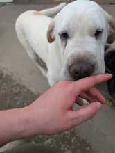 TRINITY, Hund, Shar Pei-Mix in Süderbrarup - Bild 2