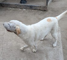 TRINITY, Hund, Shar Pei-Mix in Süderbrarup - Bild 3