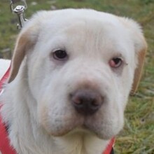 TRINITY, Hund, Shar Pei-Mix in Süderbrarup - Bild 4