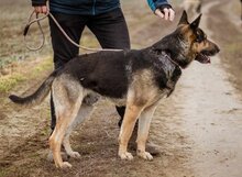 SZORIN, Hund, Deutscher Schäferhund-Mix in Ungarn - Bild 1