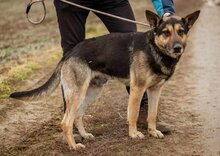 SZORIN, Hund, Deutscher Schäferhund-Mix in Ungarn - Bild 2