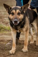 SZORIN, Hund, Deutscher Schäferhund-Mix in Ungarn - Bild 3