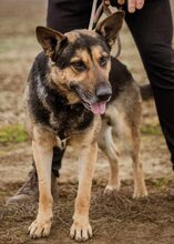 SZORIN, Hund, Deutscher Schäferhund-Mix in Ungarn - Bild 5