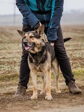 SZORIN, Hund, Deutscher Schäferhund-Mix in Ungarn - Bild 6