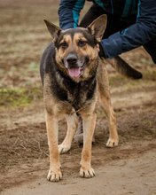 SZORIN, Hund, Deutscher Schäferhund-Mix in Ungarn - Bild 7