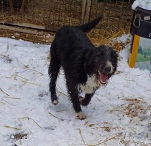 MIKI, Hund, Mischlingshund in Ungarn - Bild 3