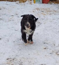 MIKI, Hund, Mischlingshund in Ungarn - Bild 4