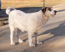 STEFI, Hund, Mischlingshund in Ungarn - Bild 2