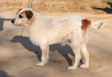 STEFI, Hund, Mischlingshund in Ungarn - Bild 3