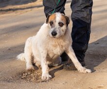 STEFI, Hund, Mischlingshund in Ungarn - Bild 4