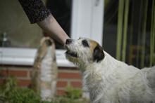 MOTTE, Hund, Mischlingshund in Ungarn - Bild 5