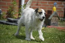 MOTTE, Hund, Mischlingshund in Ungarn - Bild 7