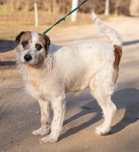 MOTTE, Hund, Mischlingshund in Ungarn - Bild 8