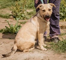 EGON, Hund, Mischlingshund in Ungarn - Bild 1