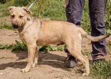 EGON, Hund, Mischlingshund in Ungarn - Bild 2