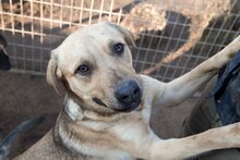 EGON, Hund, Mischlingshund in Ungarn - Bild 3