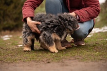 MIMIKRI, Hund, Mischlingshund in Ungarn - Bild 10