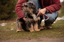 MIMIKRI, Hund, Mischlingshund in Ungarn - Bild 11