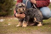 MIMIKRI, Hund, Mischlingshund in Ungarn - Bild 2