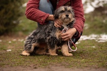 MIMIKRI, Hund, Mischlingshund in Ungarn - Bild 4