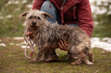 PYROLA, Hund, Mischlingshund in Ungarn - Bild 1