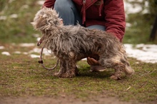 PYROLA, Hund, Mischlingshund in Ungarn - Bild 10