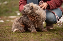 PYROLA, Hund, Mischlingshund in Ungarn - Bild 11