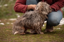 PYROLA, Hund, Mischlingshund in Ungarn - Bild 12