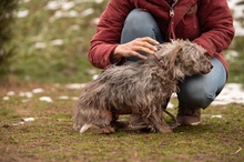 PYROLA, Hund, Mischlingshund in Ungarn - Bild 13