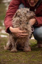 PYROLA, Hund, Mischlingshund in Ungarn - Bild 14