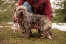 PYROLA, Hund, Mischlingshund in Ungarn - Bild 15