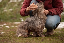 PYROLA, Hund, Mischlingshund in Ungarn - Bild 16