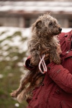 PYROLA, Hund, Mischlingshund in Ungarn - Bild 2