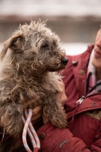 PYROLA, Hund, Mischlingshund in Ungarn - Bild 3