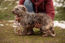 PYROLA, Hund, Mischlingshund in Ungarn - Bild 5