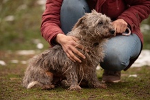 PYROLA, Hund, Mischlingshund in Ungarn - Bild 6