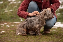 PYROLA, Hund, Mischlingshund in Ungarn - Bild 8