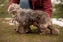 PYROLA, Hund, Mischlingshund in Ungarn - Bild 9