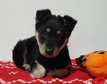 SKADI, Hund, Mischlingshund in Kroatien - Bild 12