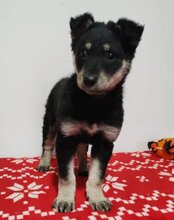 SKADI, Hund, Mischlingshund in Kroatien - Bild 8