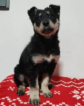 SKADI, Hund, Mischlingshund in Kroatien - Bild 9