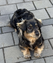 PIXIE, Hund, Mischlingshund in Rumänien - Bild 3