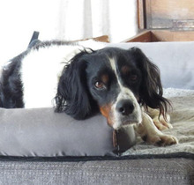 TUCKER, Hund, Bretonischer Spaniel-Mix in Burg - Bild 1