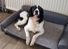 TUCKER, Hund, Bretonischer Spaniel-Mix in Burg - Bild 2